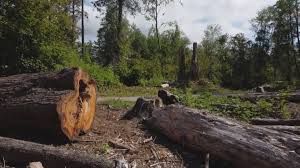 How Our Tree Care Process Works  in  Gearhart, OR
