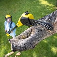 Best Tree Maintenance Programs  in Gearhart, OR