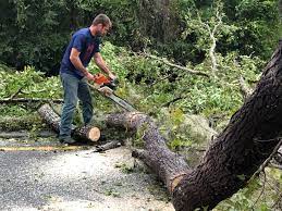 Best Root Management and Removal  in Gearhart, OR