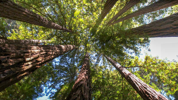 Best Tree Removal  in Gearhart, OR