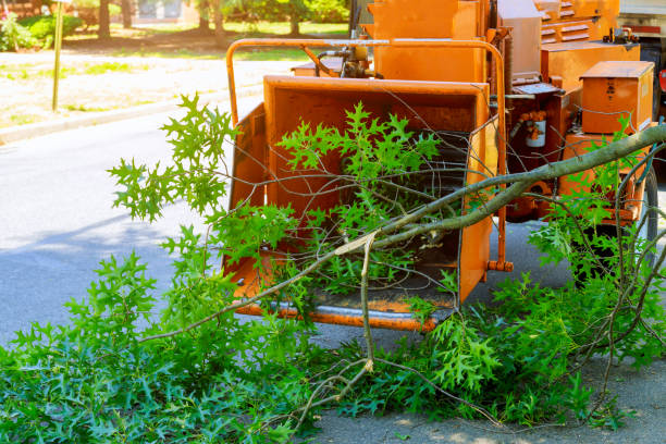 Best Storm Damage Tree Cleanup  in Gearhart, OR