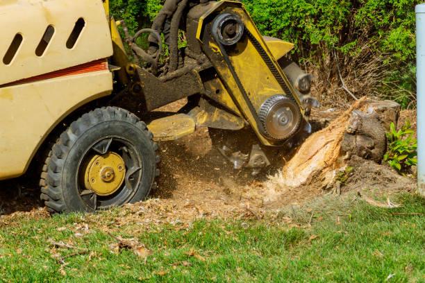 Best Palm Tree Trimming  in Gearhart, OR