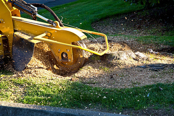 Best Sod Installation  in Gearhart, OR
