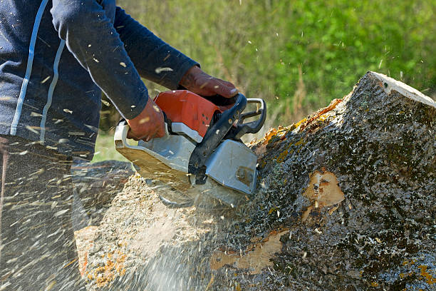 Best Lawn Irrigation Installation and Maintenance  in Gearhart, OR