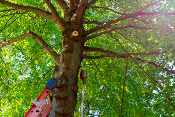 Best Arborist Consultation Services  in Gearhart, OR